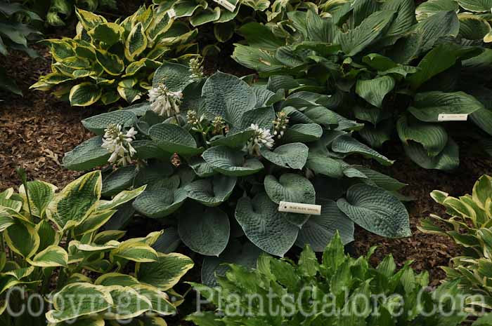Hosta_Blue-Plate-Special-2010-AHS