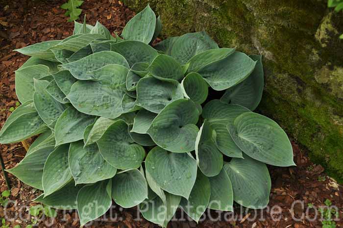 Hosta_Dorset_Blue_2010_Wades