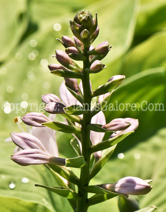 Hosta_Lakeside-Party-Dress-2010-Wades