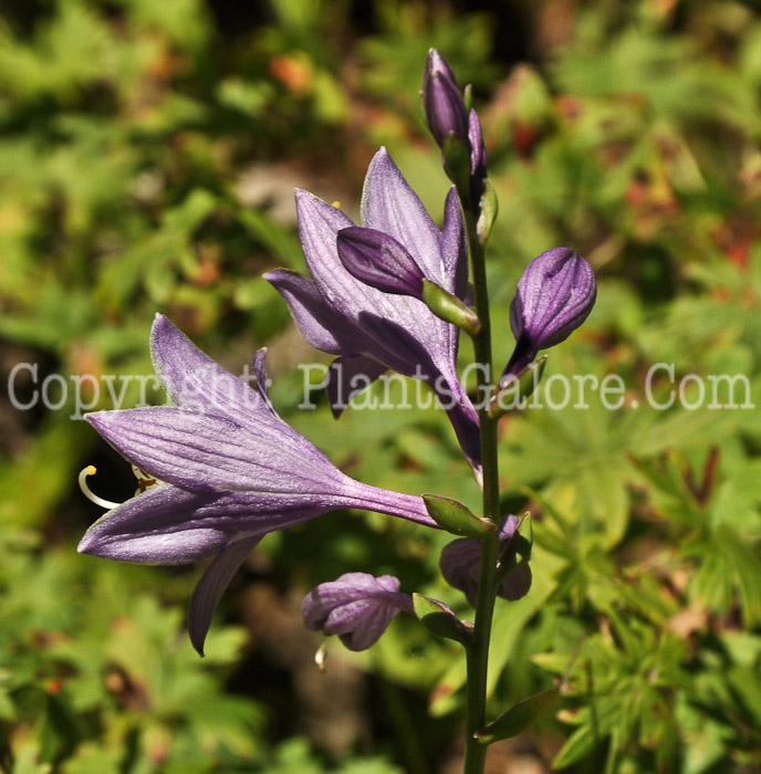 Hosta_Banyais_Dancing_Girl-flowers-HLG-8-2011-001_2