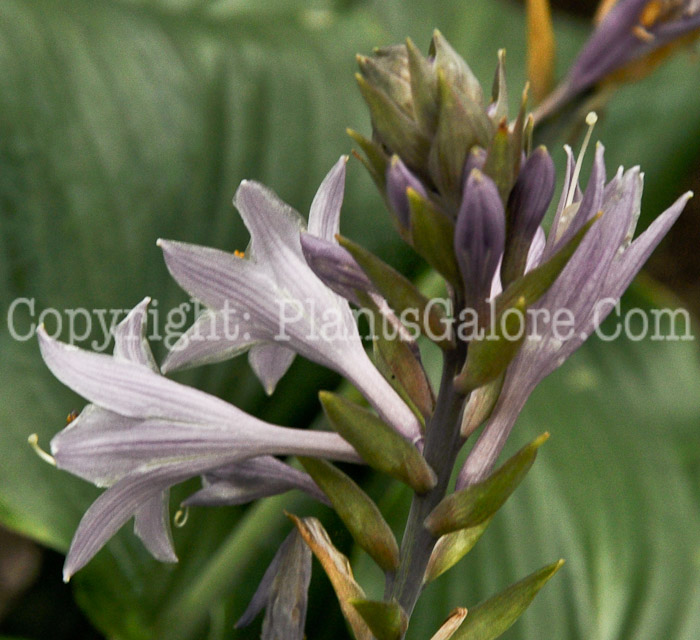 Hosta_Elvis_Lives-577Foundation-08-2011-001
