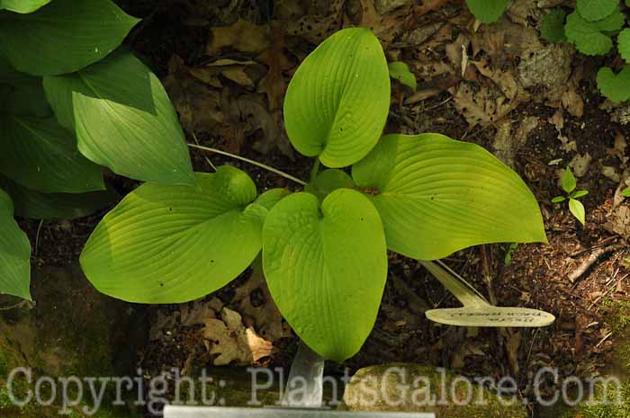 Hosta_Archangel-2010-Wades