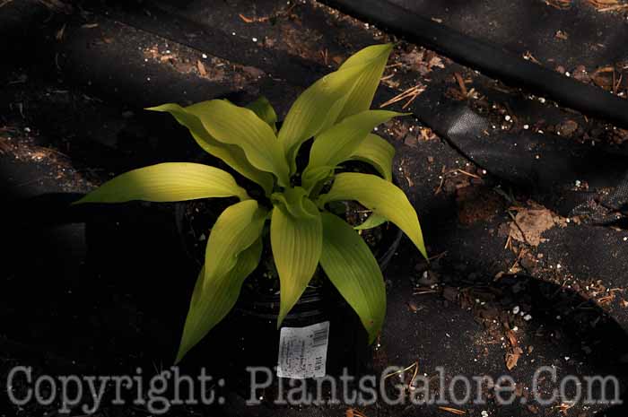 Hosta_Dancing_Queen-VanAtta-08-2011-001_2