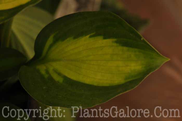 Hosta_Adrians-Glory-c-2010-AHS