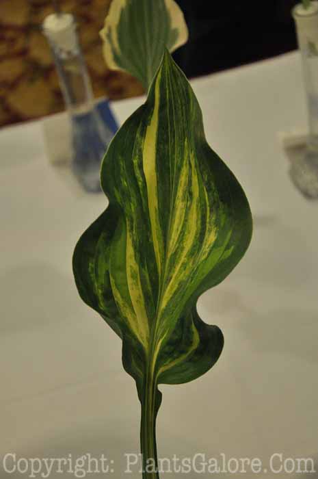 Hosta_Blue_Lightning_AHS-Lf-Show-2011-001